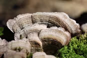 PAB07256 Champignons (Trametes ?)